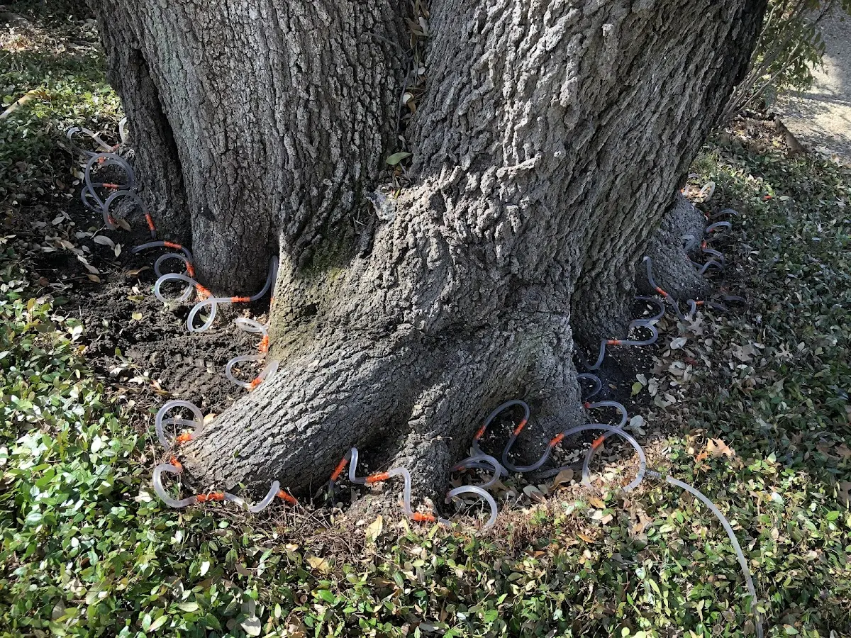 Detailed Tree Cabling and Bracing job site in Grand Rapids